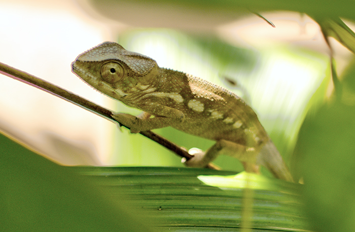Baby chameleon